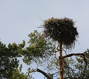 Bitėnų gandrų kolonija
