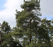 Bitėnų gandrų kolonija
