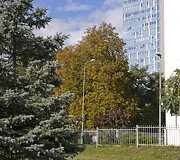 Vir&scaron;uli&scaron;kių kapinės
