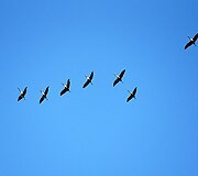 Pavasaris
