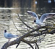 Pavasaris