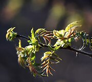 Pavasaris
