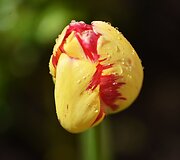 Tulpė