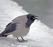 Pilkoji varna