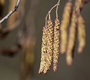 Bundantis pavasaris Vytauto &Scaron;auklio kadruose