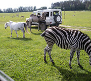 Safari parkas netoli Anyk&scaron;čių