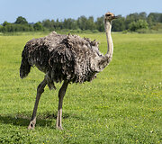 Safari parkas netoli Anyk&scaron;čių