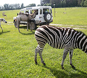 Safari parkas netoli Anyk&scaron;čių