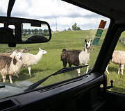Safari parkas netoli Anyk&scaron;čių