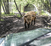 Safari parkas netoli Anyk&scaron;čių