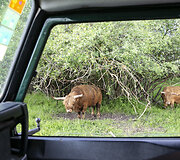 Safari parkas netoli Anyk&scaron;čių
