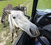 Safari parkas netoli Anyk&scaron;čių