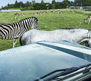 Safari parkas netoli Anyk&scaron;čių