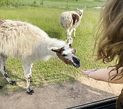 Safari parkas netoli Anyk&scaron;čių