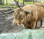 Safari parkas netoli Anyk&scaron;čių
