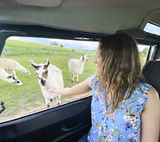 Safari parkas netoli Anyk&scaron;čių