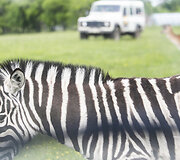 Safari parkas netoli Anyk&scaron;čių