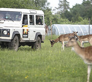 Safari parkas netoli Anyk&scaron;čių