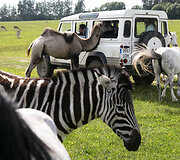 Safari parkas netoli Anyk&scaron;čių