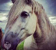 Rasa Edita Kubiliūtė - Lietuvos gražiausi