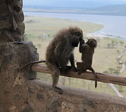 Kelionių po Keniją ir Tanzaniją akimirkos