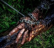 Atranka į antiteroristinių operacijų rinktinę &bdquo;Aras&ldquo;