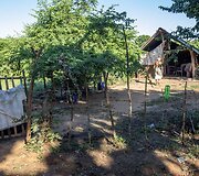 Kaluarchihi sodyba - pa&scaron;iūrė be sienų ir ją supanti simbolinė tvora su spygliuota viela