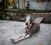Madhuwa - kaimas &Scaron;ri Lankos džiunglėse