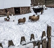 Žiema Romualdo ir Antaninos sodyboje Musteikoje
