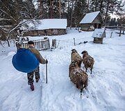 Žiema Romualdo ir Antaninos sodyboje Musteikoje