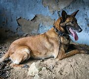 LERT komandos kinologai ir gelbėtojai treniruojasi po griuvėsiais ie&scaron;koti i&scaron;gyvenusių žmonių