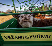Vasaromis karvės ganamos Nemuno saloje &scaron;alia Merkinės idant atkurtų pauk&scaron;čių perimvietes