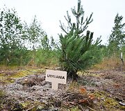 Nidoje prasidėjo Europos 420 ir 470 jachtų klasių jaunimo čempionatas