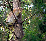 Lū&scaron;is - vienas paslaptingiausių Lietuvos gyvūnų. 