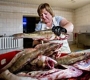 Žuvies kelias: nuo mažo Ventės žvejų laivo iki jūsų lėk&scaron;tės 