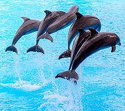 Delfinariumas
