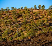 Tenerifės peizažas
