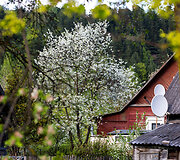 Markučiai