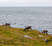 Nordkapas - &scaron;iauriausia Europos vieta vadinamas ta&scaron;kas