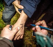 Nelegalų sulaikymo operacija Baltarusijos pasienyje