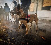 Vie&scaron;ojo saugumo tarnybos kinologai