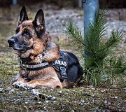 Antiteroristinės rinktinės &bdquo;Aras&ldquo; tarnynis &scaron;uo Silveris