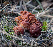 Bobausiai