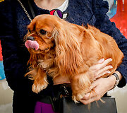 Ramunė Piekautaitė su augintiniu Kemo