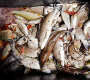 Upėje nugai&scaron;usios žuvys