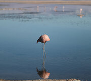 Flamingas Čilėje
