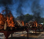 Mianmare sudeginta laukinių gyvūnų dalių už 1,3 mln. dolerių