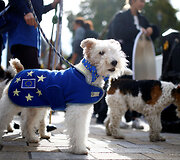 Tūkstantis &scaron;unų su &scaron;eimininkais Londone protestavo prie&scaron; &bdquo;Brexit&ldquo;