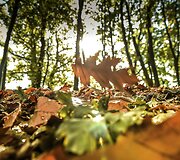 Auksinio rudens spalvos Europoje