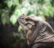 Žozefina ir Bonapartas &ndash; nauji gyventojai Lietuvos zoologijos sode